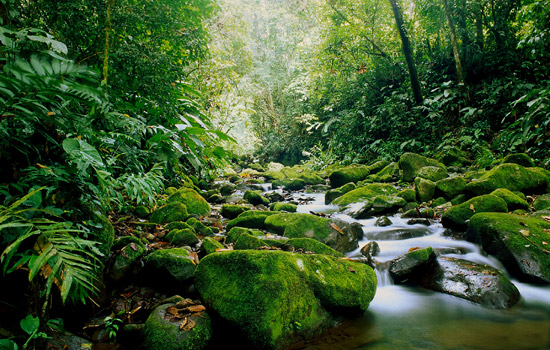 Costa Rican Nature