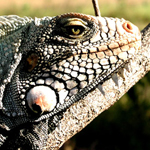 //media.gadventures.com/media-server/dynamic/admin/photos/images/SSGA_image_guyana_lizard.jpg