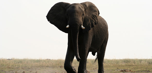 Kruger, Delta, and Falls