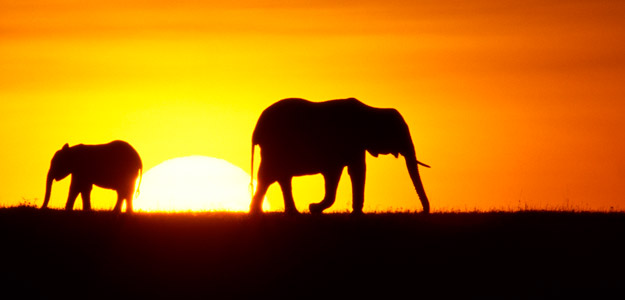 In Search of the Big 5