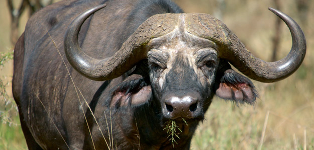 East Africa Wildlife Safari