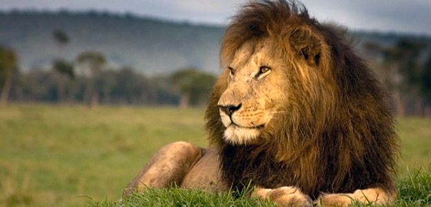 Kenya Wildlife Safari