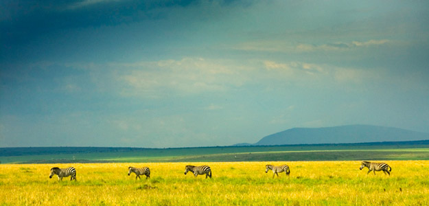 Kenya Lodge Safari