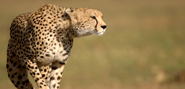 Dkmm_banner_africa_safari_cheetah