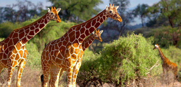 Kenya Camping Safari