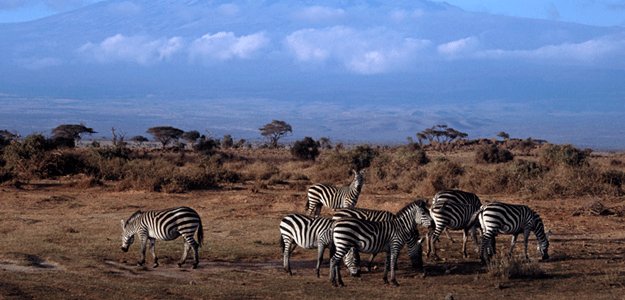 Zebras below Kilimanjaro.