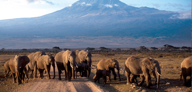 Amboseli Safari Experience