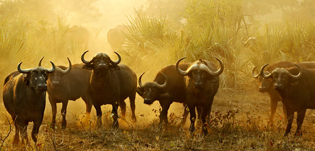 Ox in Africa