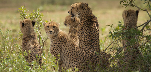 Kruger Safari