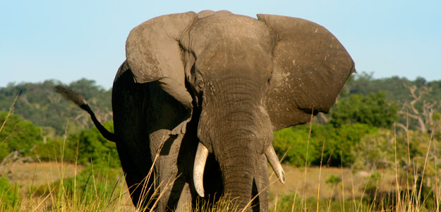 Project South Africa and Overland Adventure