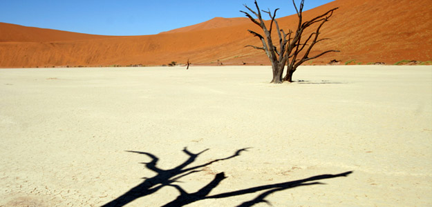 Dcf_banner_south_africa_tree_shadow