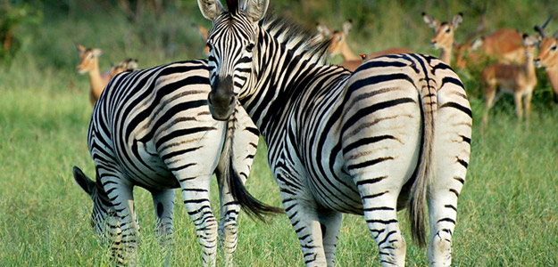 Kruger and Swaziland Express