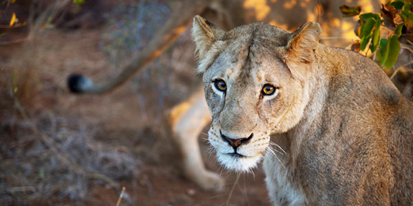 South-africa-kruger-park-lion-ruth-murphy-2012-dsmz