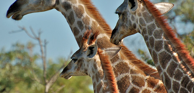 Tdaklc_banner_south_africa_giraffes