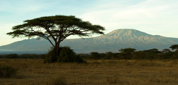 An acacia tree and Kilimanjaro in Tanzania.