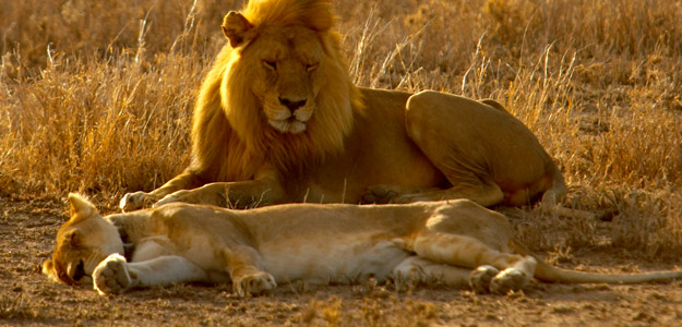 Dtle_banner_tanzania_serengeti