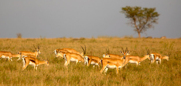 Tanzania Safari Experience