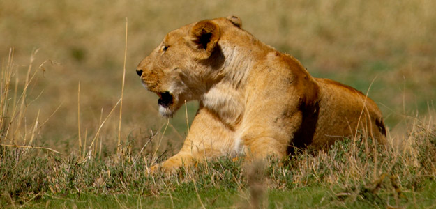 Dtwa_banner_tanzania_serengeti_lion
