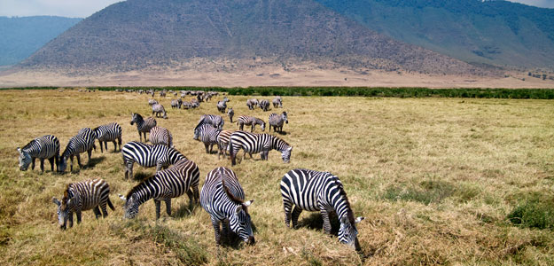 A heard of zebras grazing in Tanzania