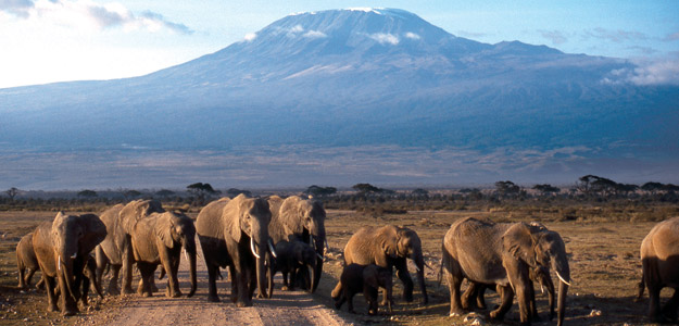 Elephants in front of Mt. Kilimanjaro