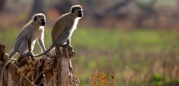 Tdtsnc_banner_tanzania_green_vervet_crater