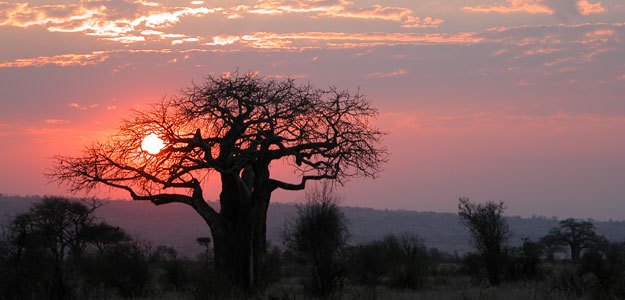 Tarangire Safari Experience