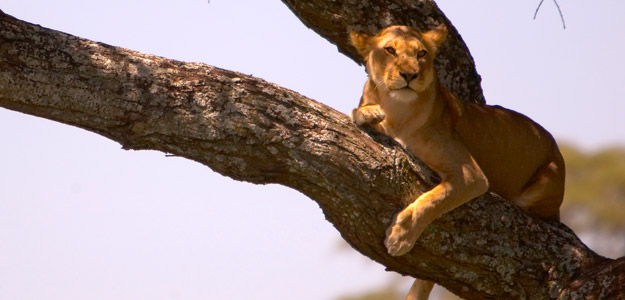 Dkue_banner_tanzania_wildlife_lion_tree_serengeti