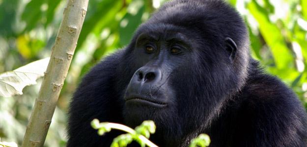 Uganda Gorillas & Game