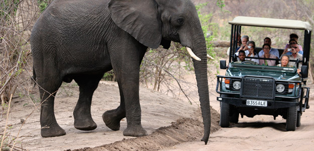 Elephant crossing the road in Botswana.