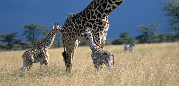 Dzld_banner_south_africa_giraffes_baby
