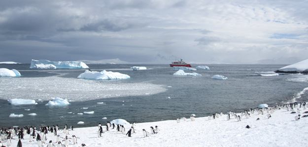 Antarctica-penguins