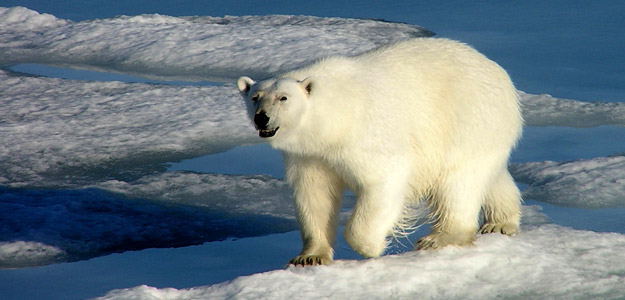 Realm of the Polar Bear