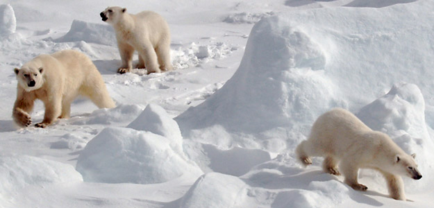 Xvsenx_banner_arctic_wildlife_sea_bears_group