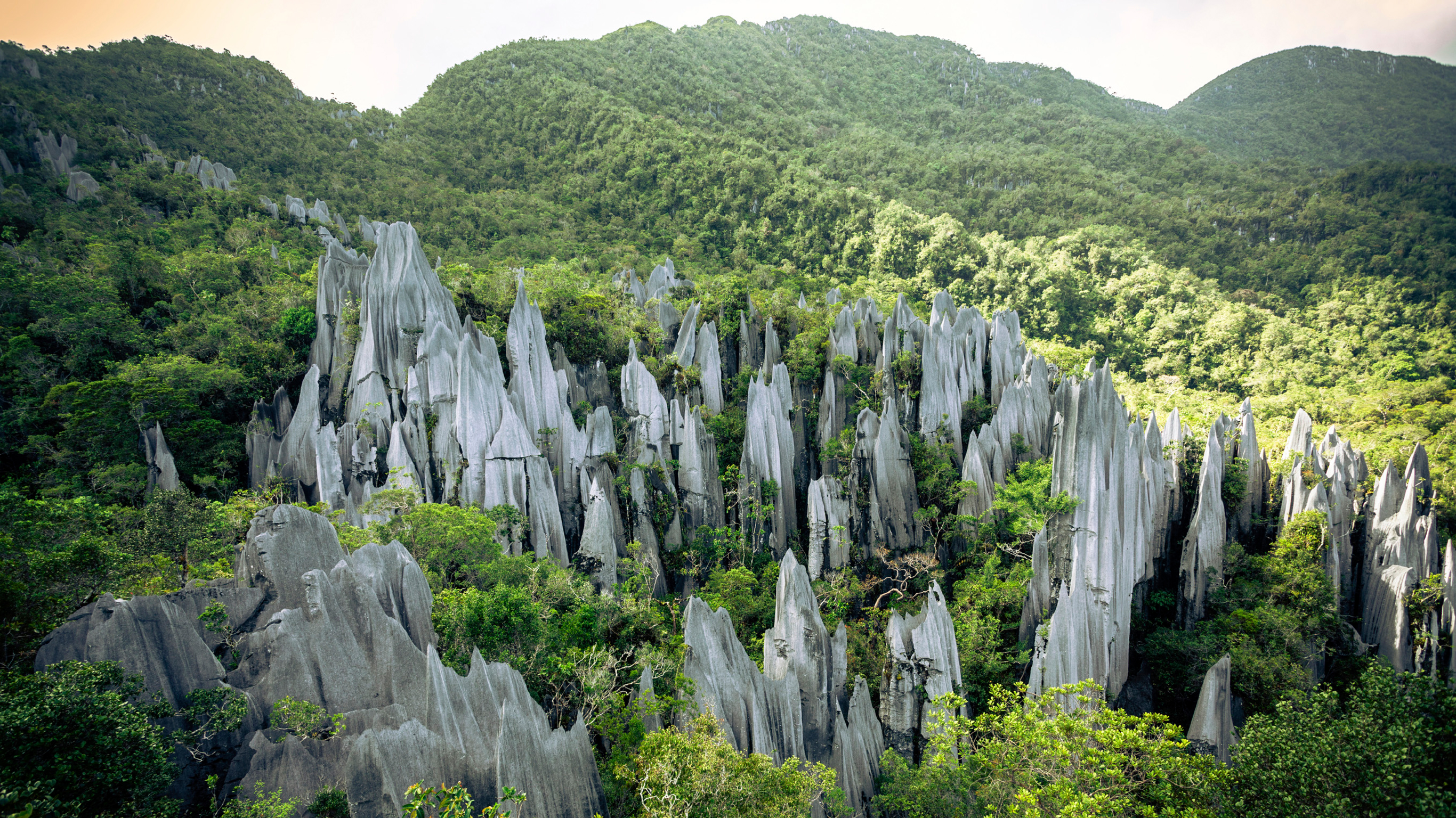 Borneo—Sarawak Discovery