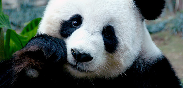 Acec_banner_china_panda