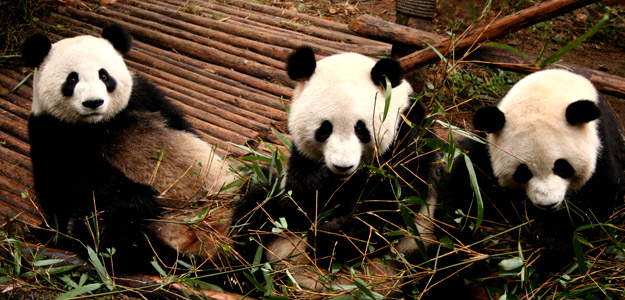 Panda Conservation Adventure