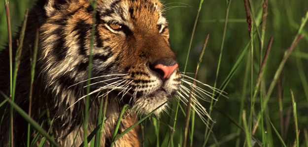 Ahtw_banner_india_tiger