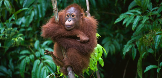 Aambd-malaysia-borneo-jungle-orangutan-is-13959474-or-rgb