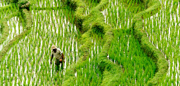 Agca_banner_indonesia_bali_ricefield