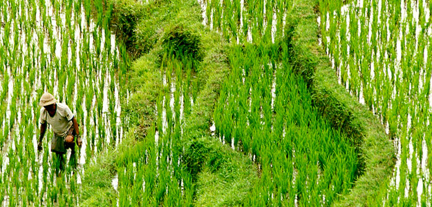 Atie_banner_thailand_rice