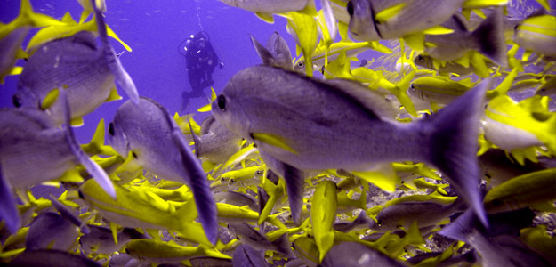 Atss_banner_thailand_milan_island_fish