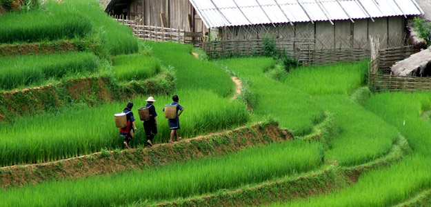 Avcv_banner_vietnam_rice_terraces