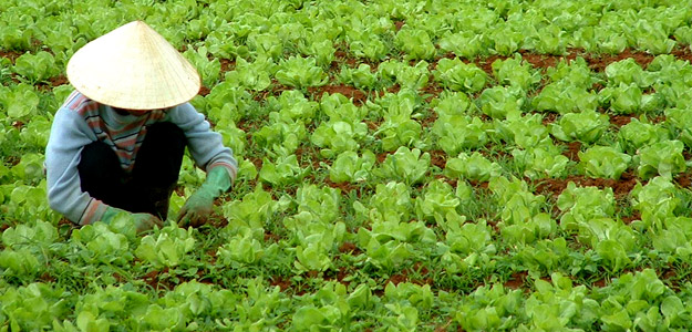 Avrv_banner_vietnam_rice_field