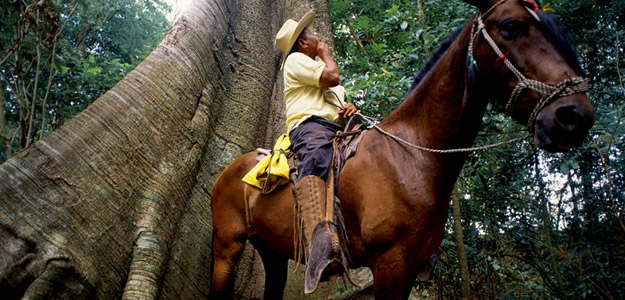 Cra_banner_costa_rica_people_horse_and_giant_tree_roots