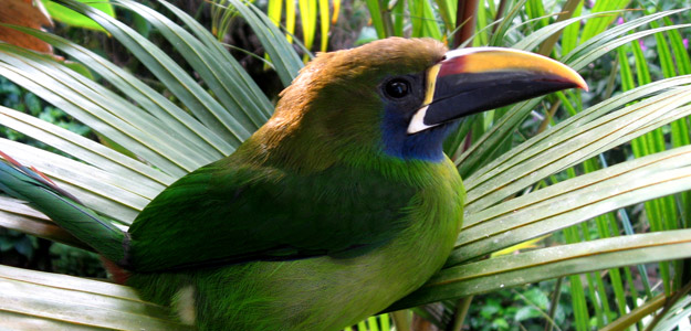 Corcovado Jungle and Beaches