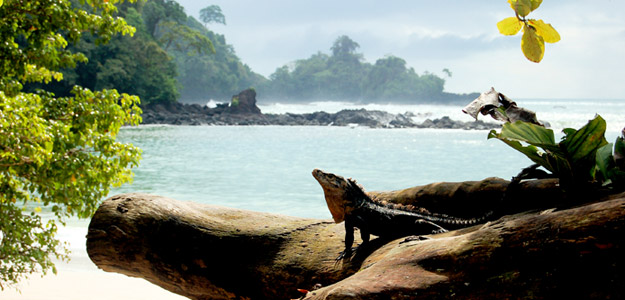 Tcr3bn_banner_costa_rica_wildlife_sunbathing_iguana