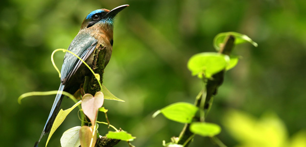 Crcwd_costa_rica_wildlife_hummingbird_jungle