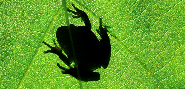 Tcrnpc_banner_costa_rica_wildlife_frog_on_leave