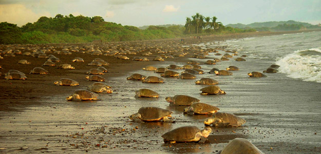 Tcrttc_banner_costa_rica_wildlife_group_of_turtles_beach