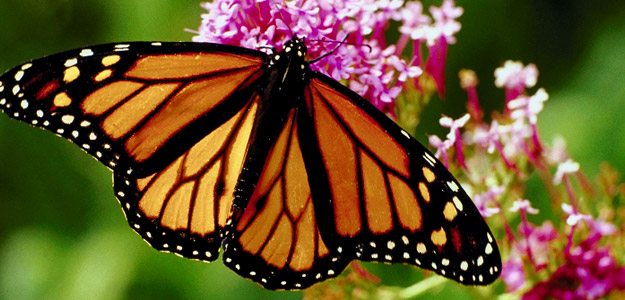 Cmmt_banner_mexico_wildlife_butterfly